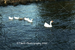 527A6362-copy