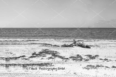 IMG_0621-copy