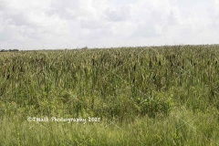 IMG_0834-copy
