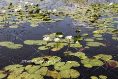 IMG_0839-copy-2