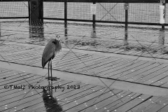 Navarre Beach