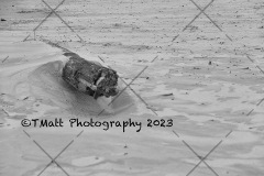 Dauphine Island