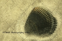 Dauphin Island