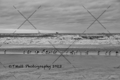 Dauphin Island